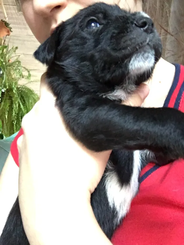 Cachorro ra a SRD idade Abaixo de 2 meses nome Baguera