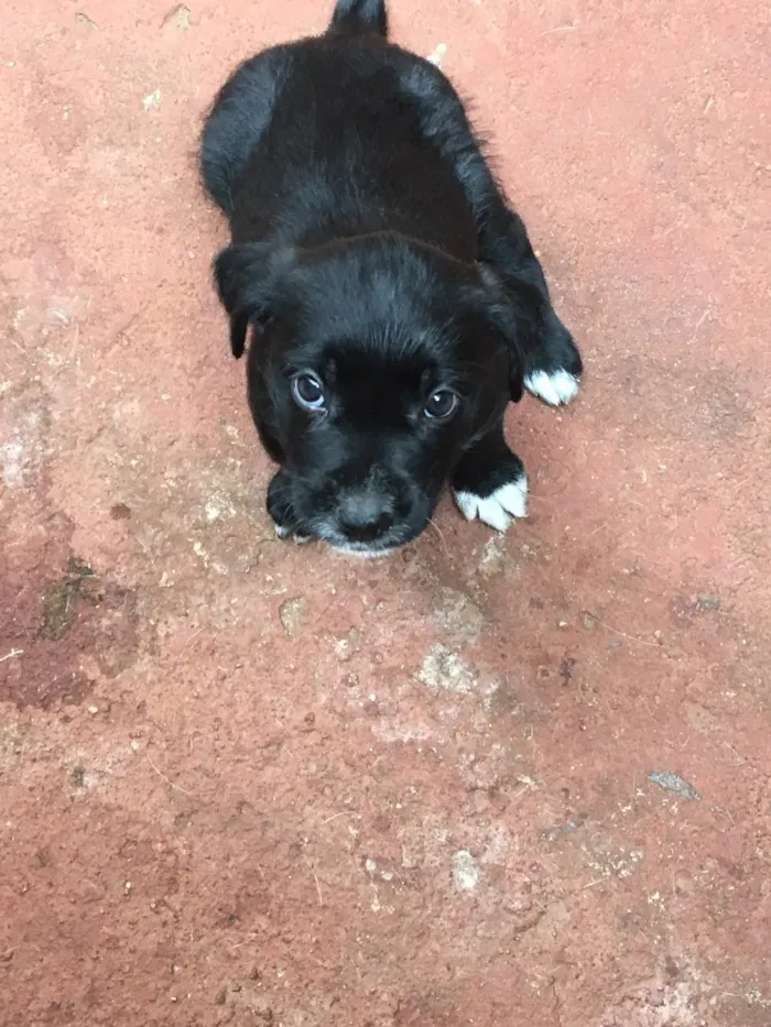 Cachorro ra a SRD idade Abaixo de 2 meses nome Baguera