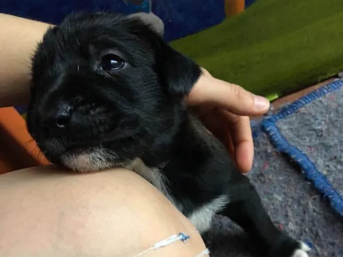 Cachorro ra a SRD idade Abaixo de 2 meses nome Baguera