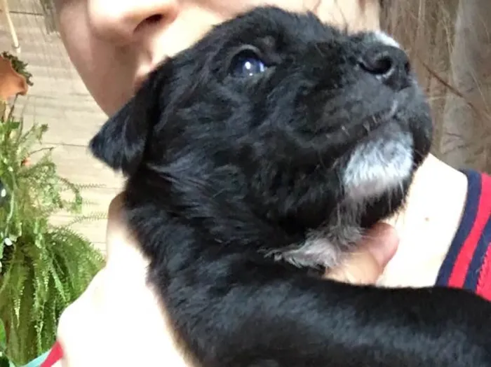 Cachorro ra a SRD idade Abaixo de 2 meses nome Baguera