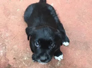 Cachorro raça SRD idade Abaixo de 2 meses nome Baguera