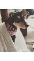 Petisco