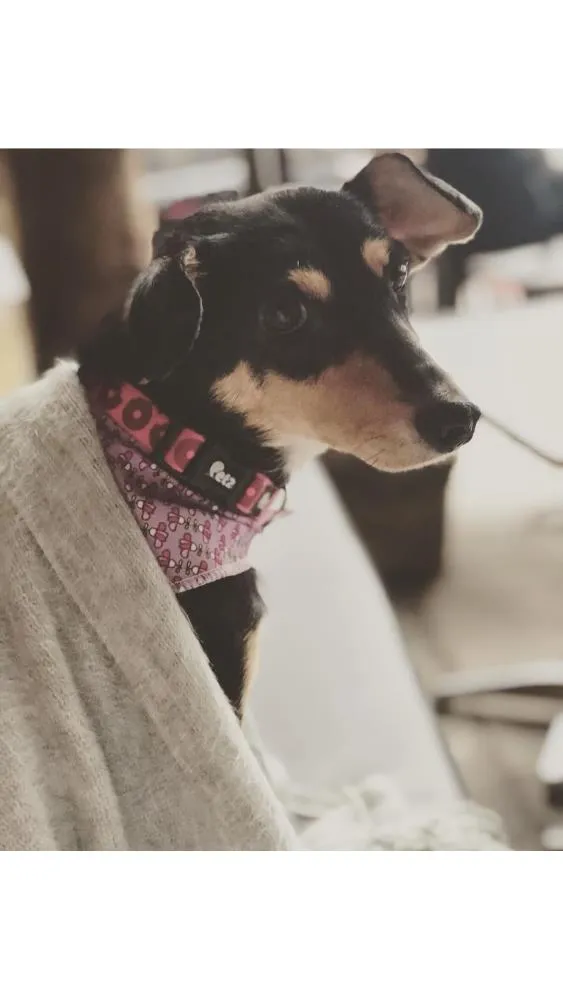 Cachorro ra a Srd idade 2 anos nome Petisco