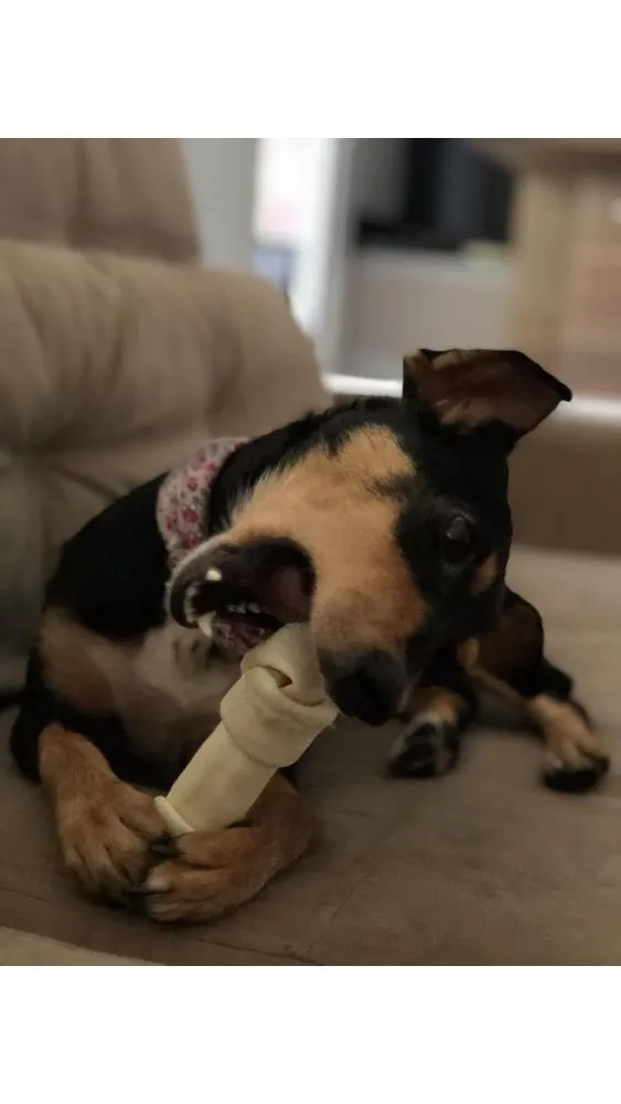 Cachorro ra a Srd idade 2 anos nome Petisco