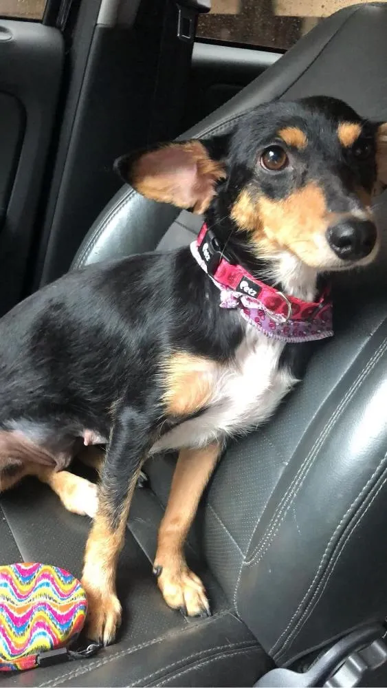 Cachorro ra a Srd idade 2 anos nome Petisco