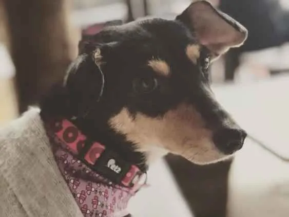 Cachorro ra a Srd idade 2 anos nome Petisco