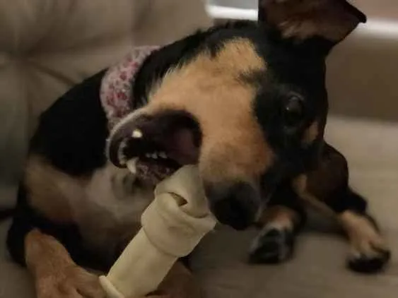 Cachorro ra a Srd idade 2 anos nome Petisco