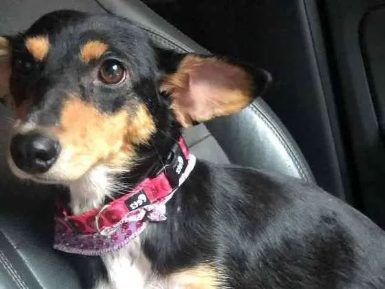 Cachorro ra a Srd idade 2 anos nome Petisco