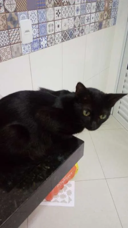 Gato ra a SDR idade 1 ano nome pretinha