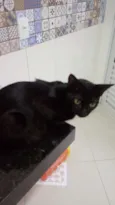 pretinha