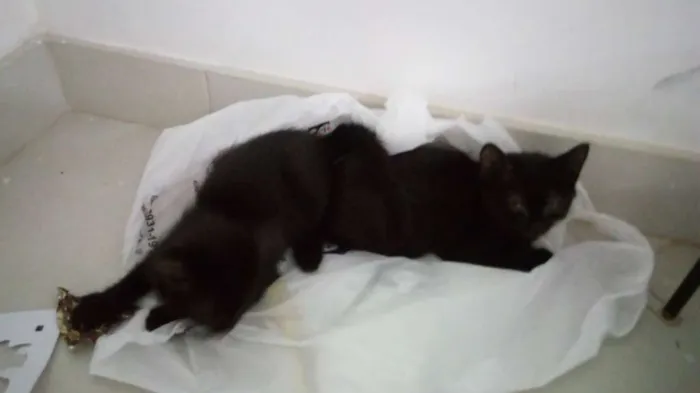 Gato ra a SDR idade Abaixo de 2 meses nome Pretinho