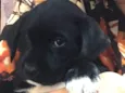 Scooby