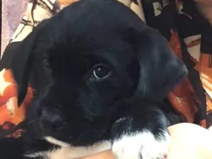 Cachorro raça SRD idade Abaixo de 2 meses nome Scooby