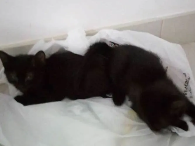 Gato ra a SDR idade Abaixo de 2 meses nome Pretinho
