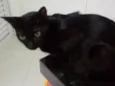 pretinha