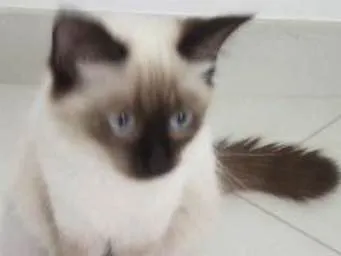Gato ra a siames com persa idade 7 a 11 meses nome fofura