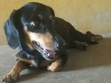 Cachorro raça Cofap ou teckel, porte médio idade 5 anos nome Ariel