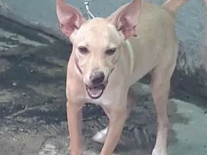 Cachorro raça Vira lata idade 7 a 11 meses nome Mia