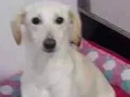 Cachorro raça Mestiça Labrador idade 7 a 11 meses nome Aretha