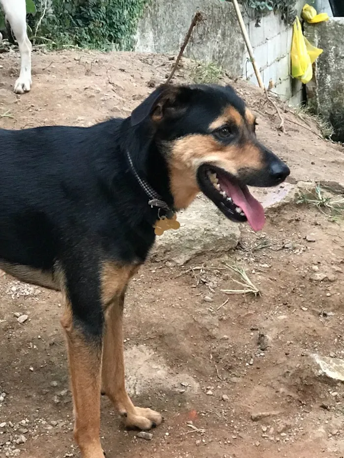 Cachorro ra a SRD idade  nome Nero