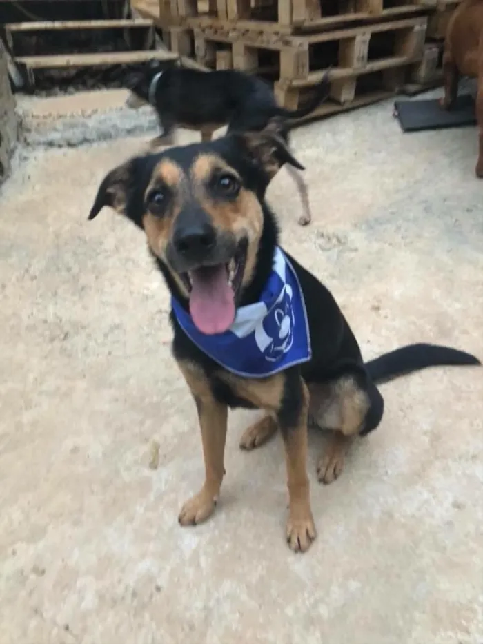 Cachorro ra a SRD idade  nome Nero