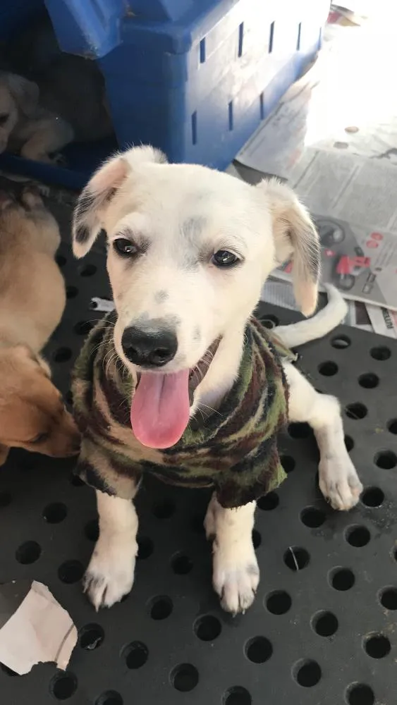 Cachorro ra a SRD idade  nome Joca