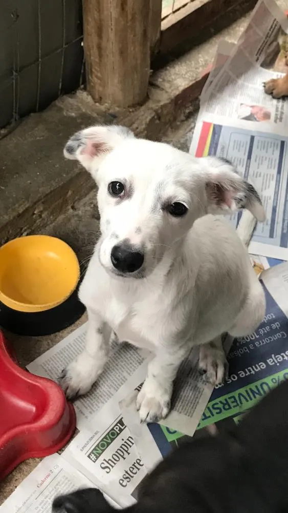 Cachorro ra a SRD idade  nome Joca
