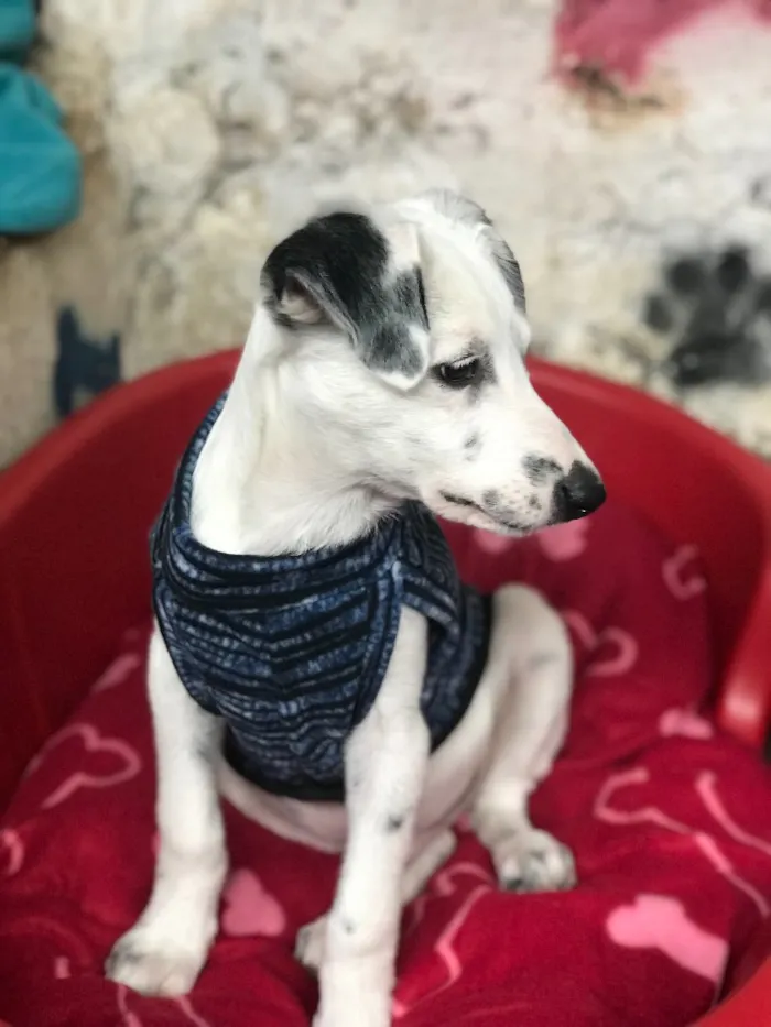 Cachorro ra a SRD idade  nome Joca