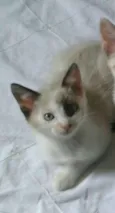 Lis