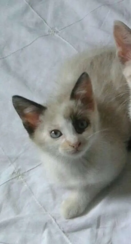 Gato ra a Mestiça siames idade Abaixo de 2 meses nome Lis