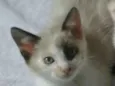 Lis