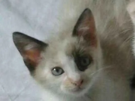 Gato ra a Mestiça siames idade Abaixo de 2 meses nome Lis