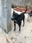 Spike