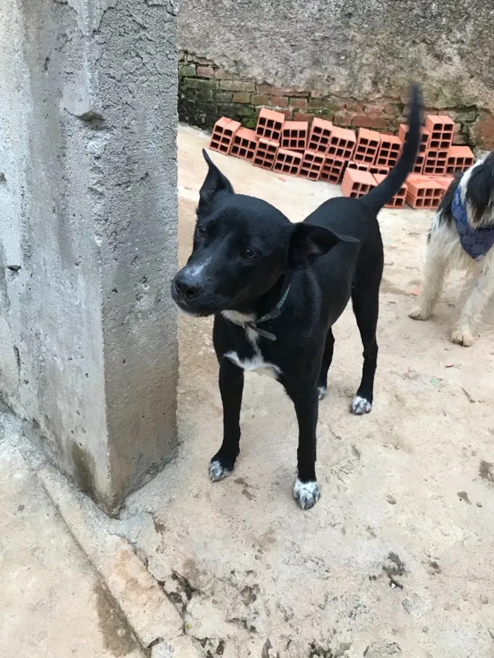 Cachorro ra a sRD idade  nome Spike