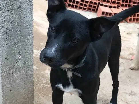 Cachorro ra a sRD idade  nome Spike
