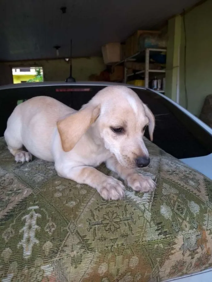 Cachorro raça SRD idade 2 a 6 meses nome Filhote Nelma
