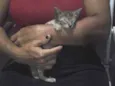 Gatilda, Açaí, Pleta