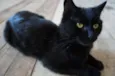 Gatilda, Açaí, Pleta