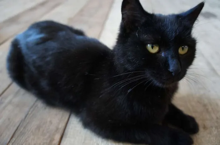 Gato ra a  idade 2 anos nome Gatilda, Açaí, Pleta