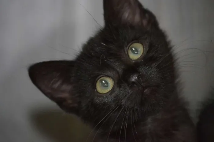 Gato ra a  idade 2 anos nome Gatilda, Açaí, Pleta