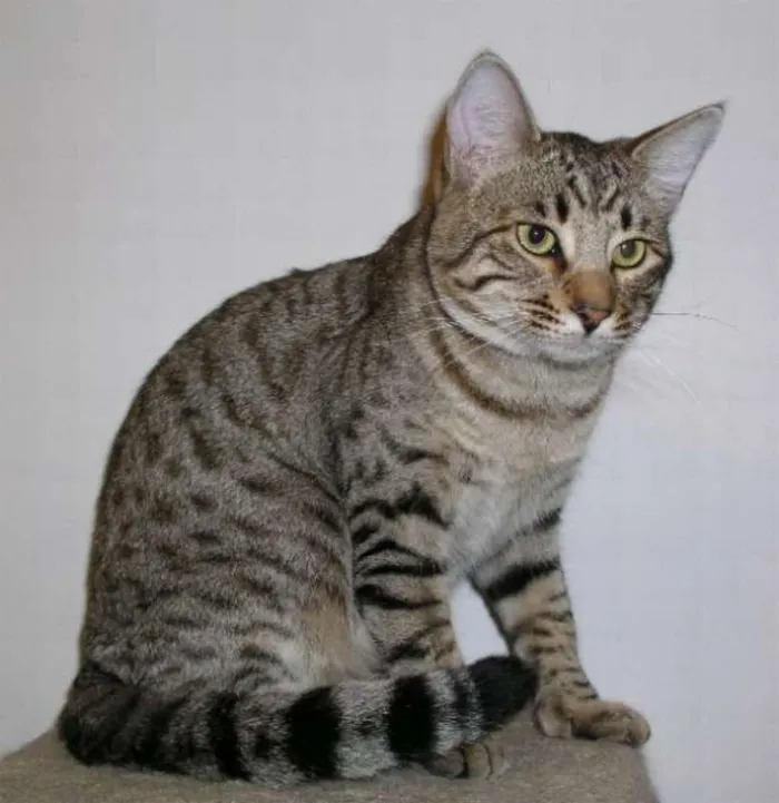 Gato ra a  idade 2 anos nome Gatilda, Açaí, Pleta