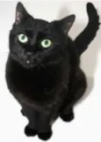 Gatilda, Açaí, Pleta