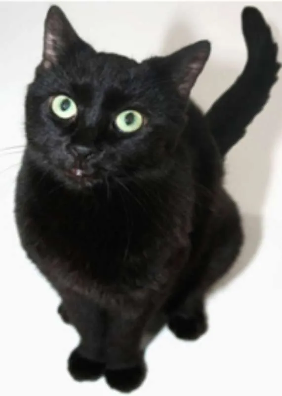 Gato ra a  idade 2 anos nome Gatilda, Açaí, Pleta