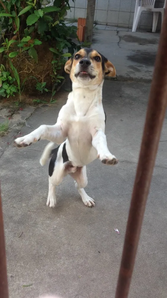 Cachorro raça Sem ração definida idade 2 a 6 meses nome Pituco