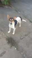 Pituco