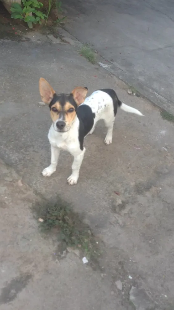 Cachorro raça Sem ração definida idade 2 a 6 meses nome Pituco