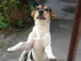 Pituco