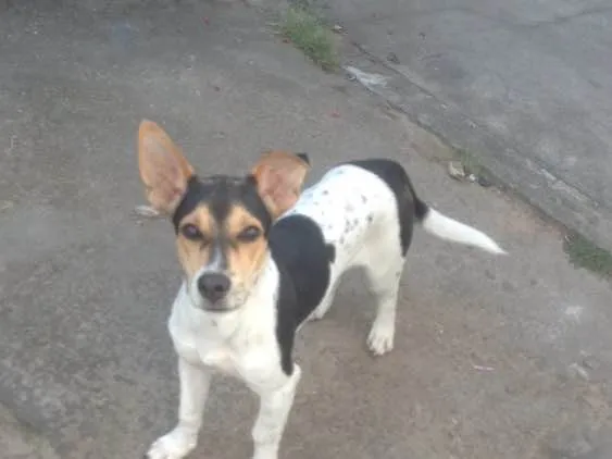 Cachorro raça Sem ração definida idade 2 a 6 meses nome Pituco