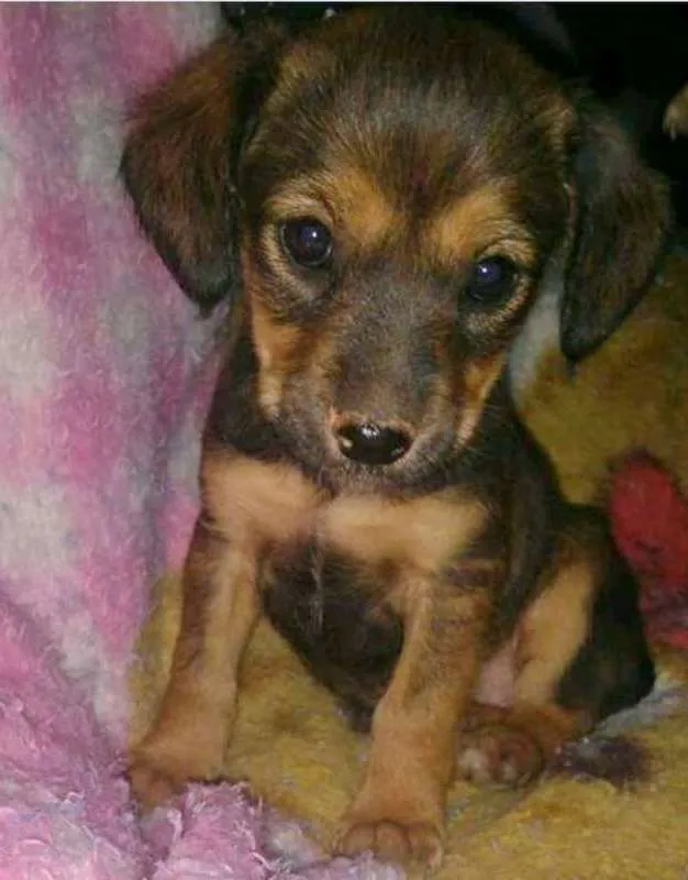 Cachorro ra a SRD idade 2 a 6 meses nome CANELA