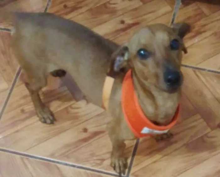 Cachorro ra a MESTIÇO DE SALSICHA idade 4 anos nome SPOCK